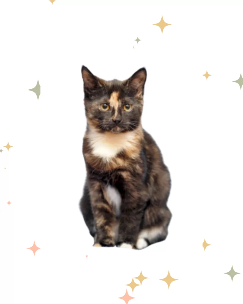 Photo of Scarlett a tortoiseshell kitten from Summoning Callie.